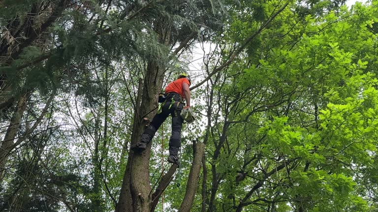 How Our Tree Care Process Works  in  Council Grove, KS